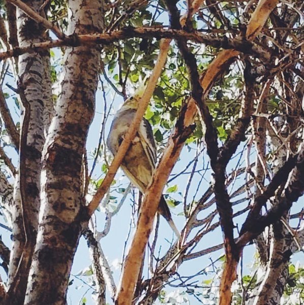 попугай, корелла