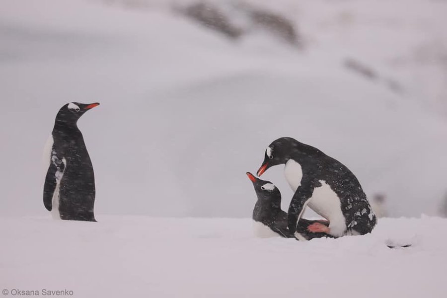 Пингвины дженту возле украинской станции "Академик Вернадский"
