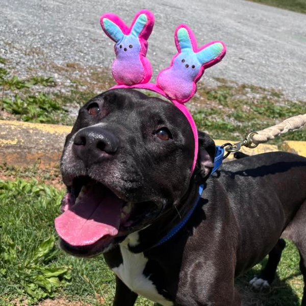 Собака з притулку Сієнна