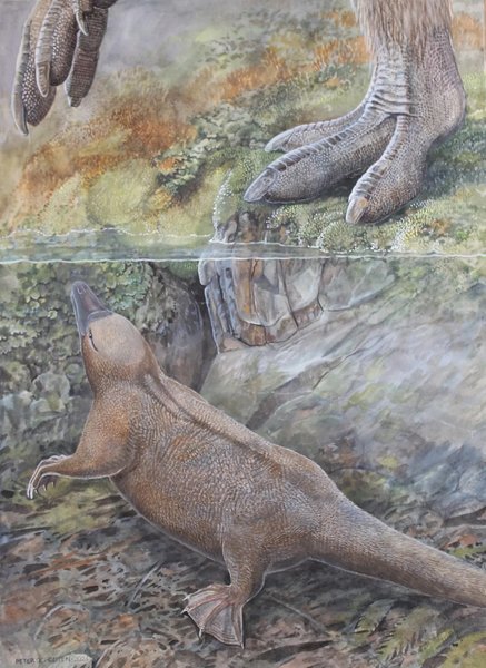 стародавній предок єхидни