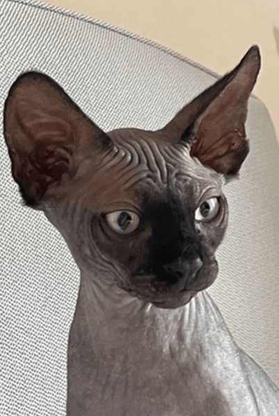 Кот породы сфинкс