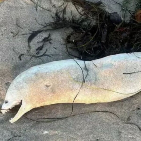 Мурена, рыба, морское существо, выбросило на берег, Лох-Несское чудовище, необычная рыба, необычная находка, морская рептилия