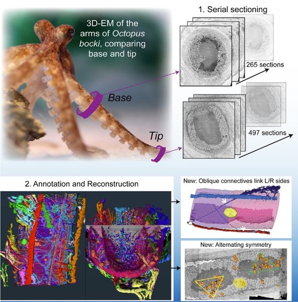 строение осьминог