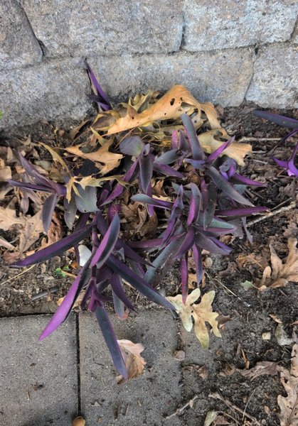 Фиолетовое растение традесканция бледная с продолговатыми листьями у стены