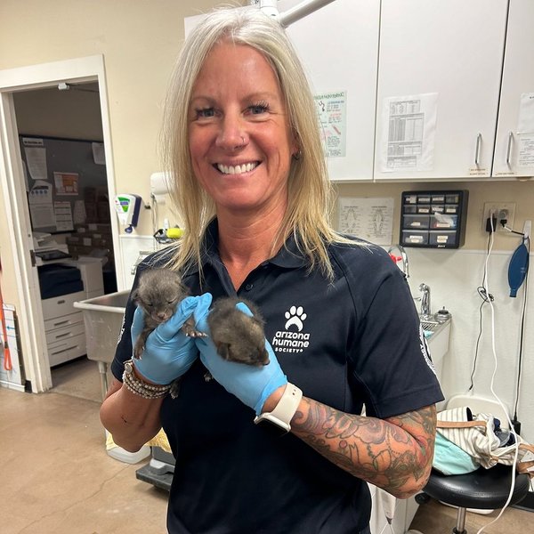 Кот, коты, котята, дикий зверь, лиса, лисята, лисята, США, находка, курьезы, интересные истории, фото, защита животных