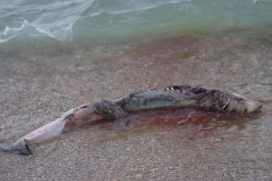 Погибшие дельфины,  Черное море. морская фауна, мины, эхолокация