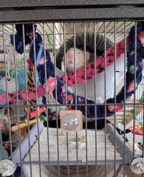 Курьез в Британии, отель для грызунов, отель для мышей, развлечения, клетка