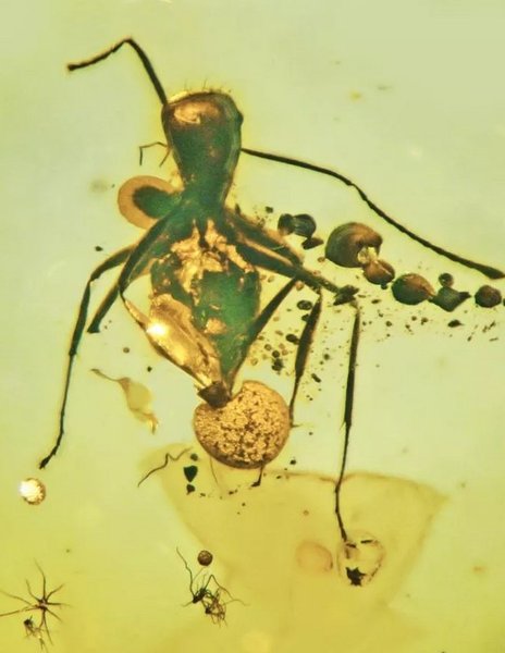 Древний муравей в янтаре