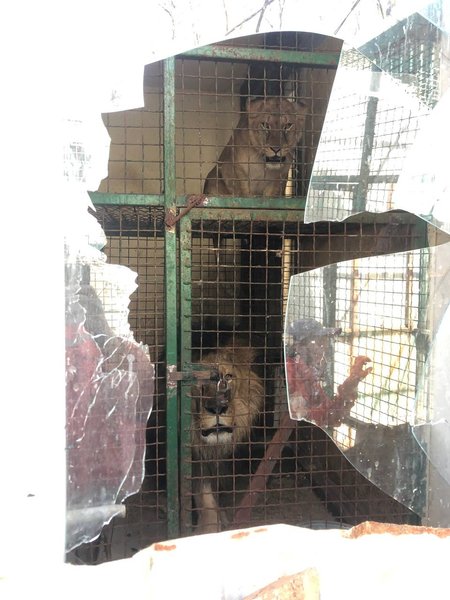 Фельдман Екопарк, екопарк харків, екопарк фельдмана, зоопарк фельдмана, фельдман, евакуація тварин