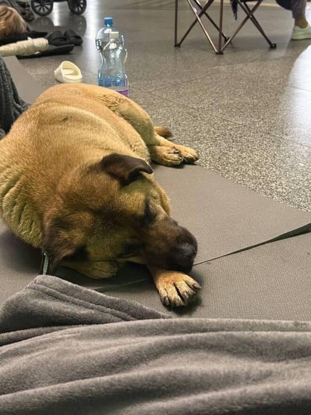 Собака Миша боится взрывов и прячется на станции метро во время атак