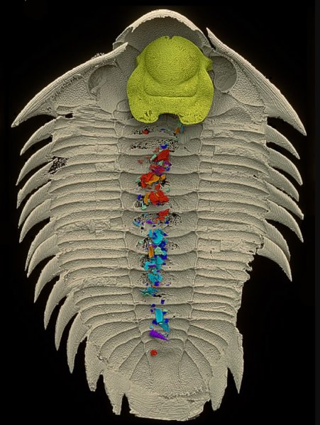 трилобит пищеварительная система