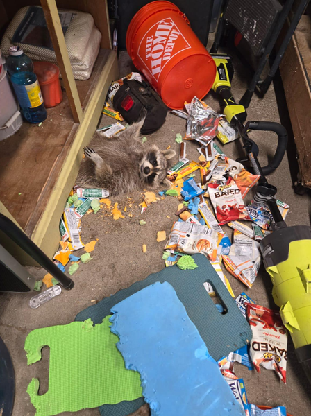 Єнот наївся в будинку так, що застряг і не зміг втекти, смішні історії з тваринами, звірі, курйози, приколи, смішні випадки, фото