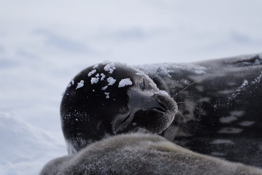 тюлень, тюлені, маленький тюлень, новонароджений тюлень, SeaBaby Світозарович
