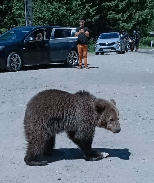 Медведь в Румынии напал на туриста