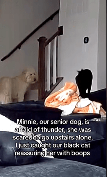 кот и собака