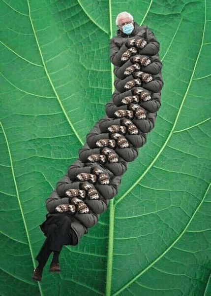 Сандерс, гусеница