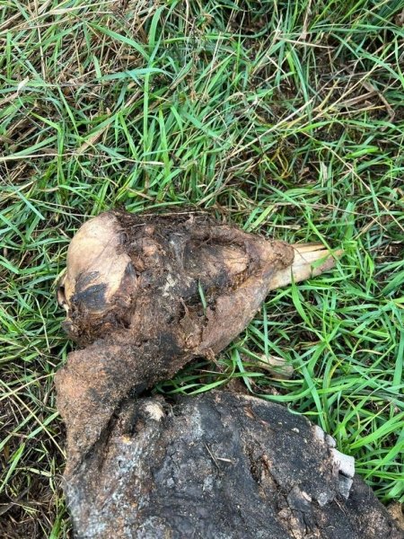 λείψανα λείψανα