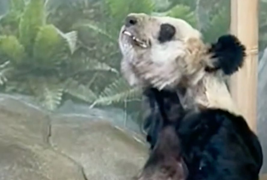 панда я я, лэ лэ, панды, сша, мемфис, зоопарк