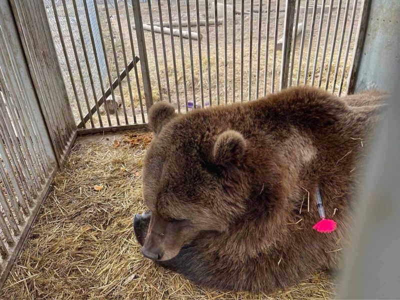 медведи, медвежий приют, защита медведей, спасение медведей, приют белая скала, домажир, приют домажир, домажир медведи