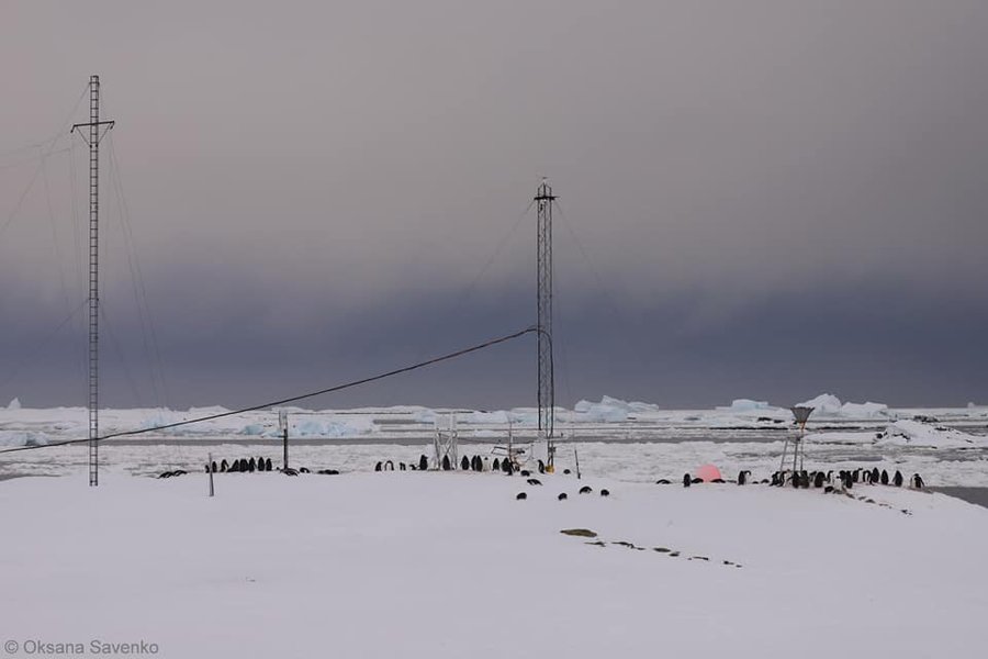 Пингвины дженту возле украинской станции "Академик Вернадский"