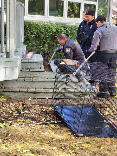 Большой кот, найденный в США, оказался диким зверем, курьезы, приколы, находки, интересные истории, странные случаи из жизни