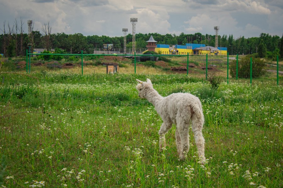 Фельдман Екопарк, екопарк харків, екопарк фельдмана, зоопарк фельдмана, фельдман, альпака