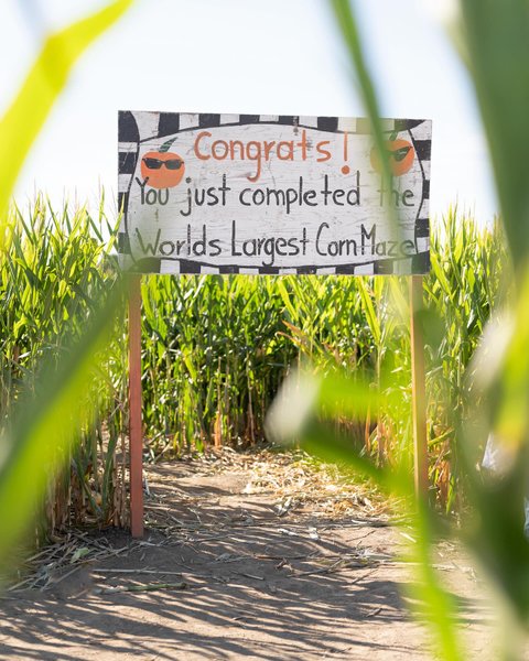 лабиринт, кукуруза, банер, табличка