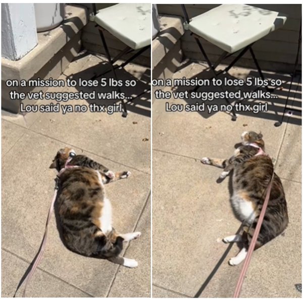 кішка відпочинок