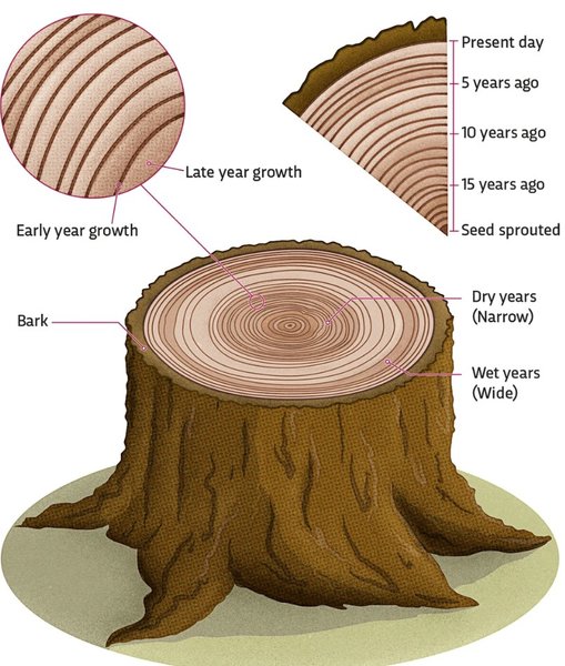 годичные кольца дерево