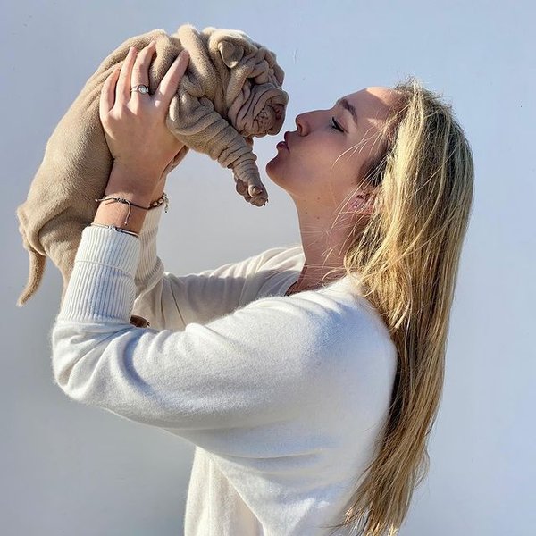 Харви, шарпей