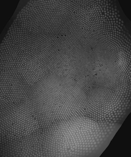 паякообразни рецептори паяк, фоторецептори