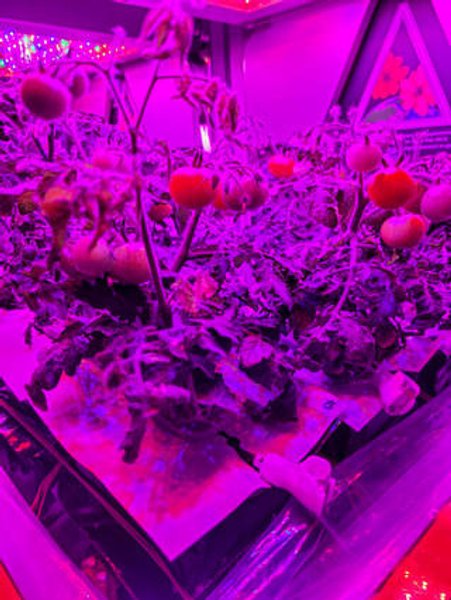 помідори, МКС