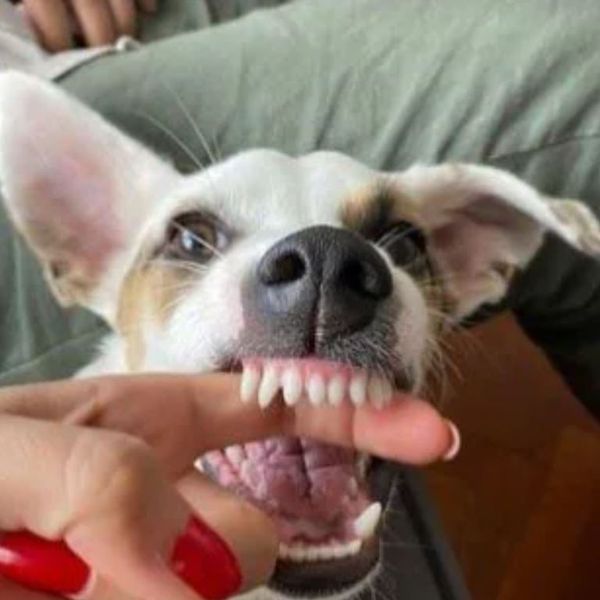 Джек-рассел-терьер, которого зовут Сириус, компенсация, суд, травма, депрессия, тревожность, курьезы, интересные истории