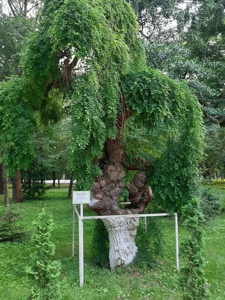 Залещики, дерево гинкго