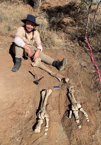 Dromornis stirtoni, кости, окаменелость