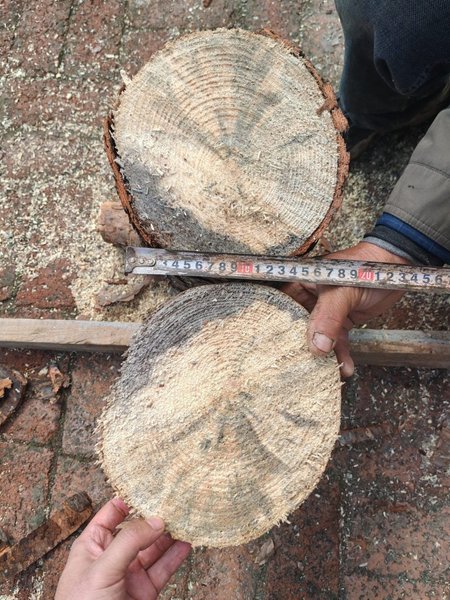 гриб синьо-плямистості