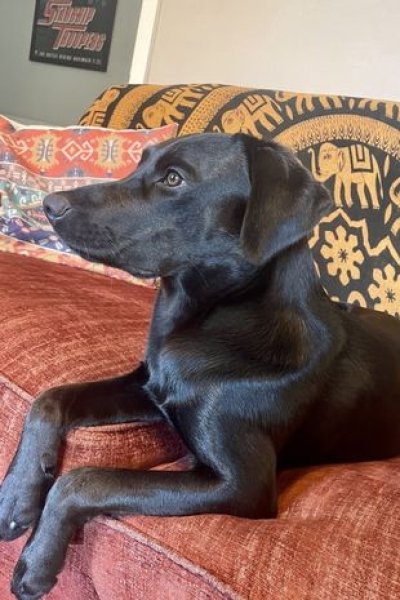 Черно лабрадорско киви Черно лабрадорско киви