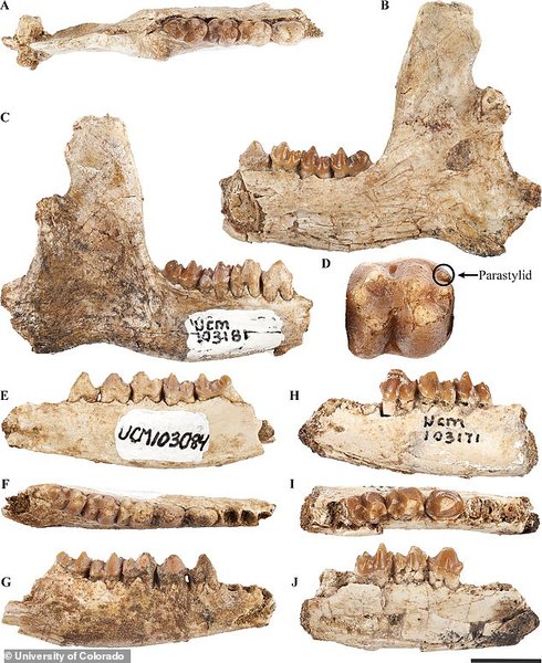 зубы, останки, фото