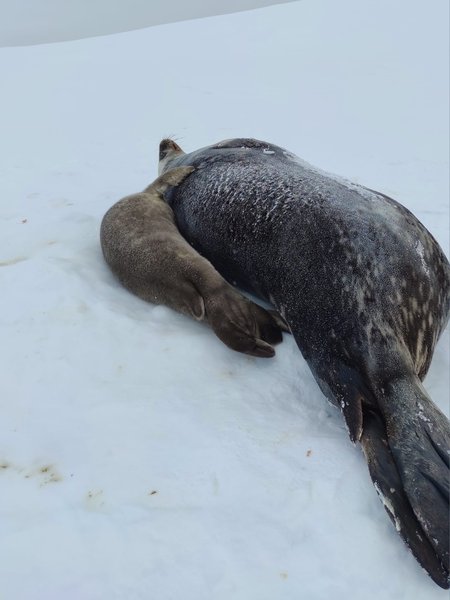 тюлень, тюлені, маленький тюлень, новонароджений тюлень, SeaBaby Світозарович