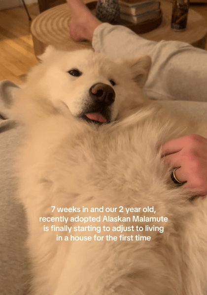 Аляскинский маламут из приюта лежит рядом с хозяйкой дома, привыкая к жизни в семье