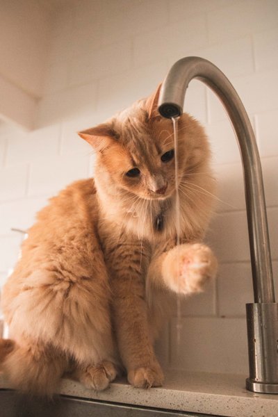 кот, кран, вода, фото