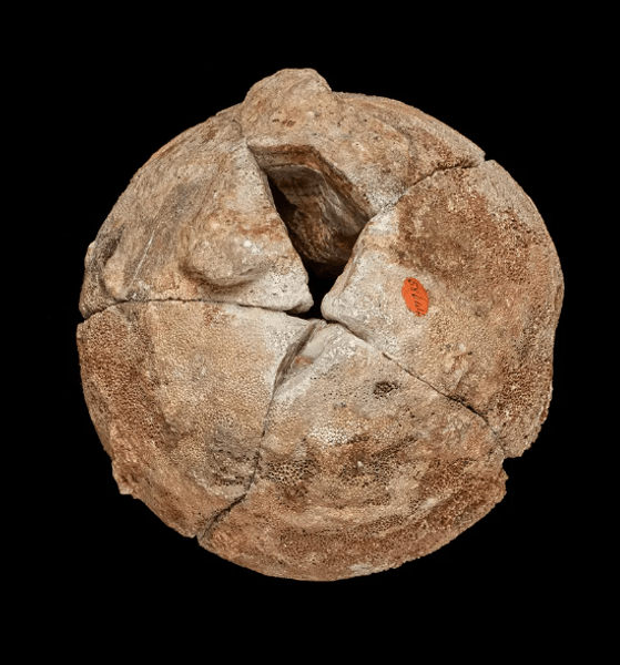 динозавр, музей, мінерал, агат, вулкан, вулканічна активність, тиранозавр, дослідження, вчені, древні тварини, індія, агат, яйце динозавра, агат в яйці динозавра, мінерад виявився яйцем динозавра