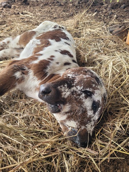 Теленок с двумя головами, ферма в США, животные, звери, аномалии, мутации, фото, уникальное создание