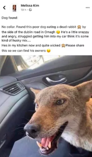 Койота приняли за собаку, звери, животные, курьезы, приколы, Великобритания, социальные сети, шутки, юмор, фото