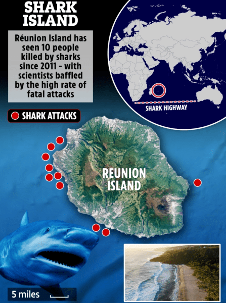 Острів акул Острів акул, акула, зграя акул, морський хижак, акула нападає на людей, вкусила людину, акула вбила людину, Акулове шосе