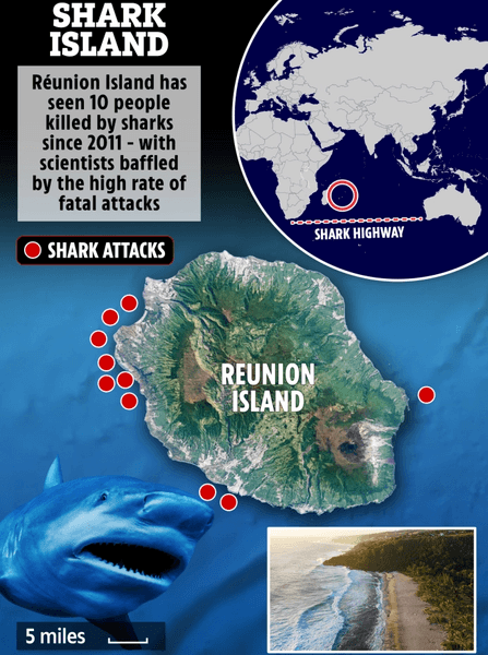 Остров акул, акула, стая акул, морской хищник, акула нападает на людей, укусила человека, акула убила человека, Акулье шоссе