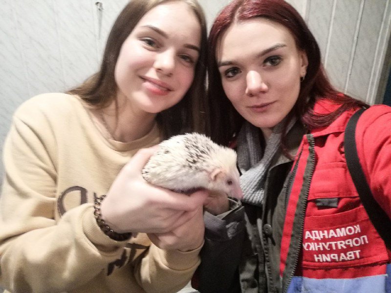 ежик, спасение