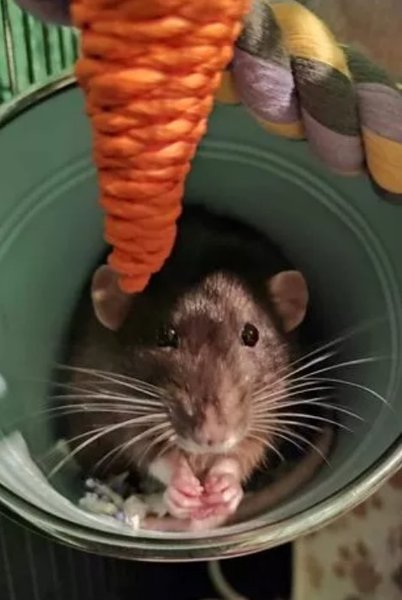 Курьез в Британии, отель для грызунов, отель для мышей, развлечения, житель