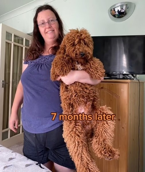 кокапу, порода собак, собаки