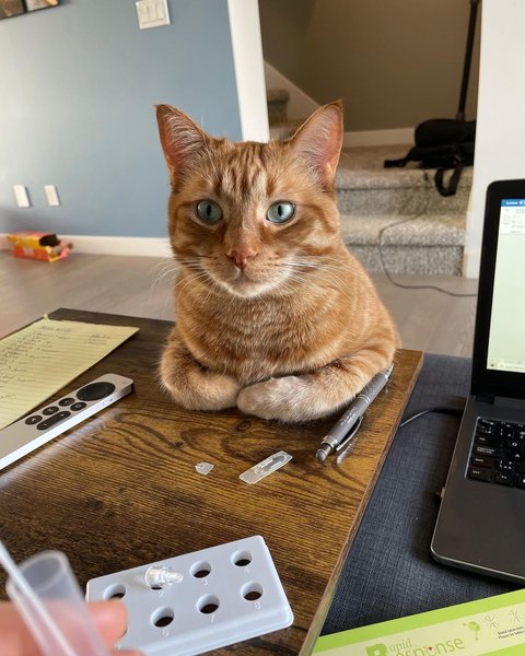 кіт на ноутбуці, британський кіт, кішка ноутбук, як відучити кота від комп'ютера